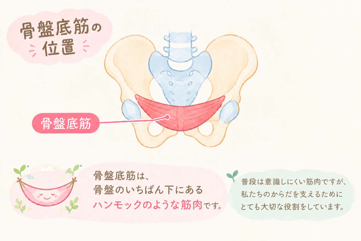 骨盤底筋とは